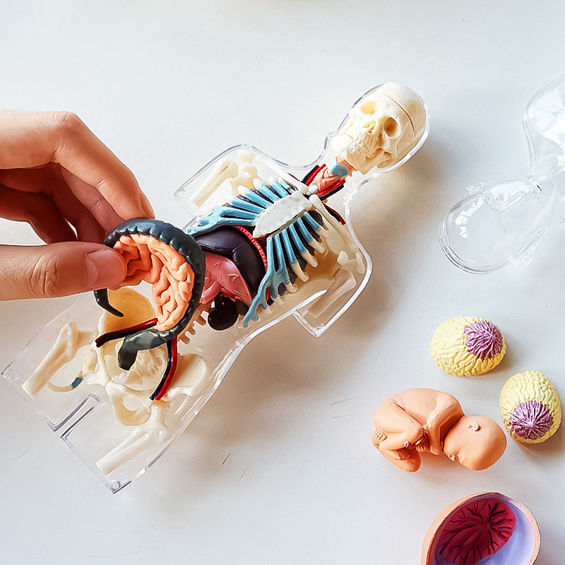 Spot 4D Master Half Body Human Model Medium Version Disassembly and Assembly Internal Organ Transparent Model 37 Components