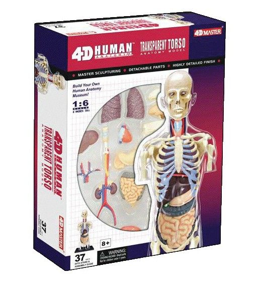 Spot 4D Master Half Body Human Model Medium Version Disassembly and Assembly Internal Organ Transparent Model 37 Components