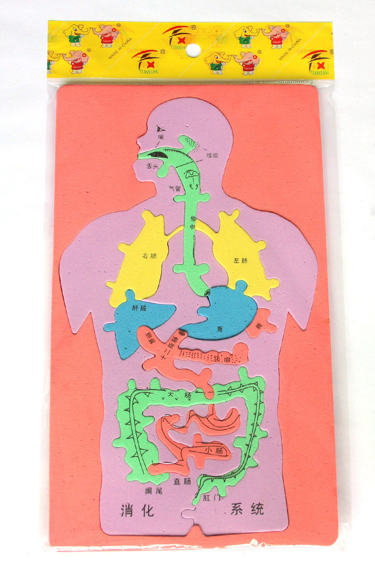 Human digestive system puzzle EVA jigsaw puzzle human viscera model jigsaw puzzle science teaching aids DIY