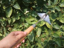 Hao Ji handle one yuan glove new gardening small garden hoe wood rake small hand hoe garden tool hoe