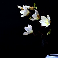 Гелевая ветвь магнолия (белая)