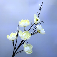 6 -х годичная магнолия (белая)