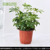 Duckling e-foot wood potted seven-leaf lotus Lucky duck paw wood flowers formaldehyde-absorbing nicotine small green plants