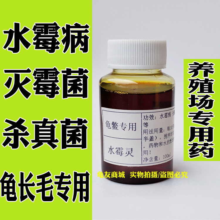 Turtle potion water mold Lingnan stone turtle Brazilian crocodile turtle water mildew mold white problem turtle long hair Special