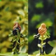 DC45 Poison Ivy Girl