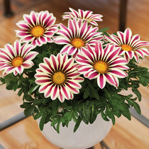 Imported Grand Flower Medal Chrysanthemum Seed Laughing Kiss Spring Sowing Good Indoor Balcony Potted Flowers Flowers Flowers Flowers