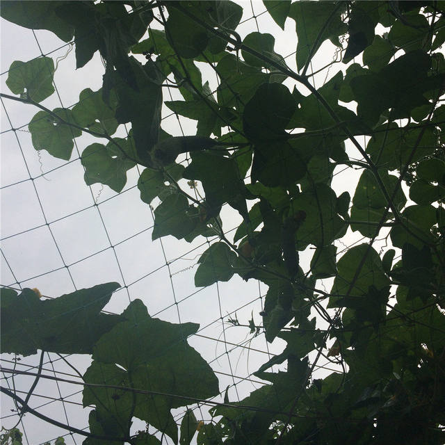 Plant Climbing Net for Vegetable Garden, Cucumber Trellis, Passion Fruit Wall-Mounted Balcony Climbing Grid Support, Loofah Trellis Net