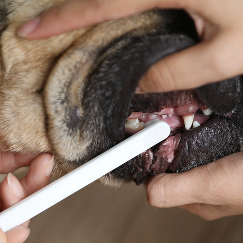 Зубная щетка, зубная паста, ополаскиватель для рта, оральный гигиенический комплект