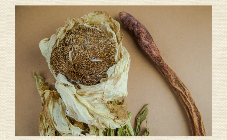 西域贡品 新疆天山野生雪莲花领导品牌 专注雪