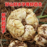 Yixintang Hunan Extra Dragon Dragon Lily Lily Dry Surelfur, безрассудный не -ланчу -сладкая лилия 500 грамм фермеров Китайские лекарственные материалы