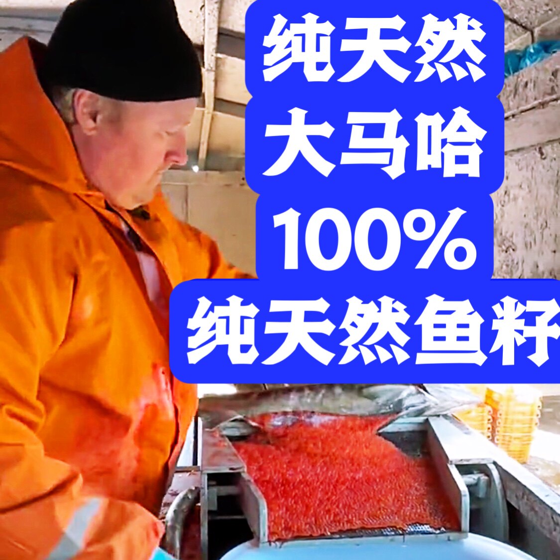 Russia imports large maha fish seed sauce natural oil seed Shunfeng sashimi with large grain fresh non-synthetic high protein-Taobao