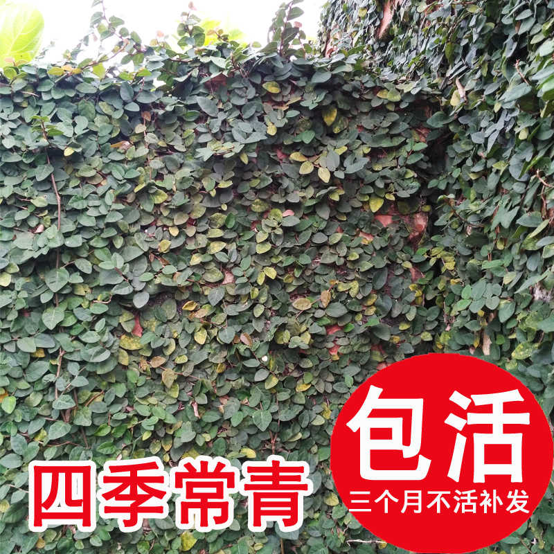 爬牆虎苗爬山虎迷你薜荔庭院造景耐陰風不動盆栽四季常青爬藤植物