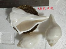 Holy Land Rare Medium Left-handed Water Supply Conch For Aroti Pooja About 13 5㎝