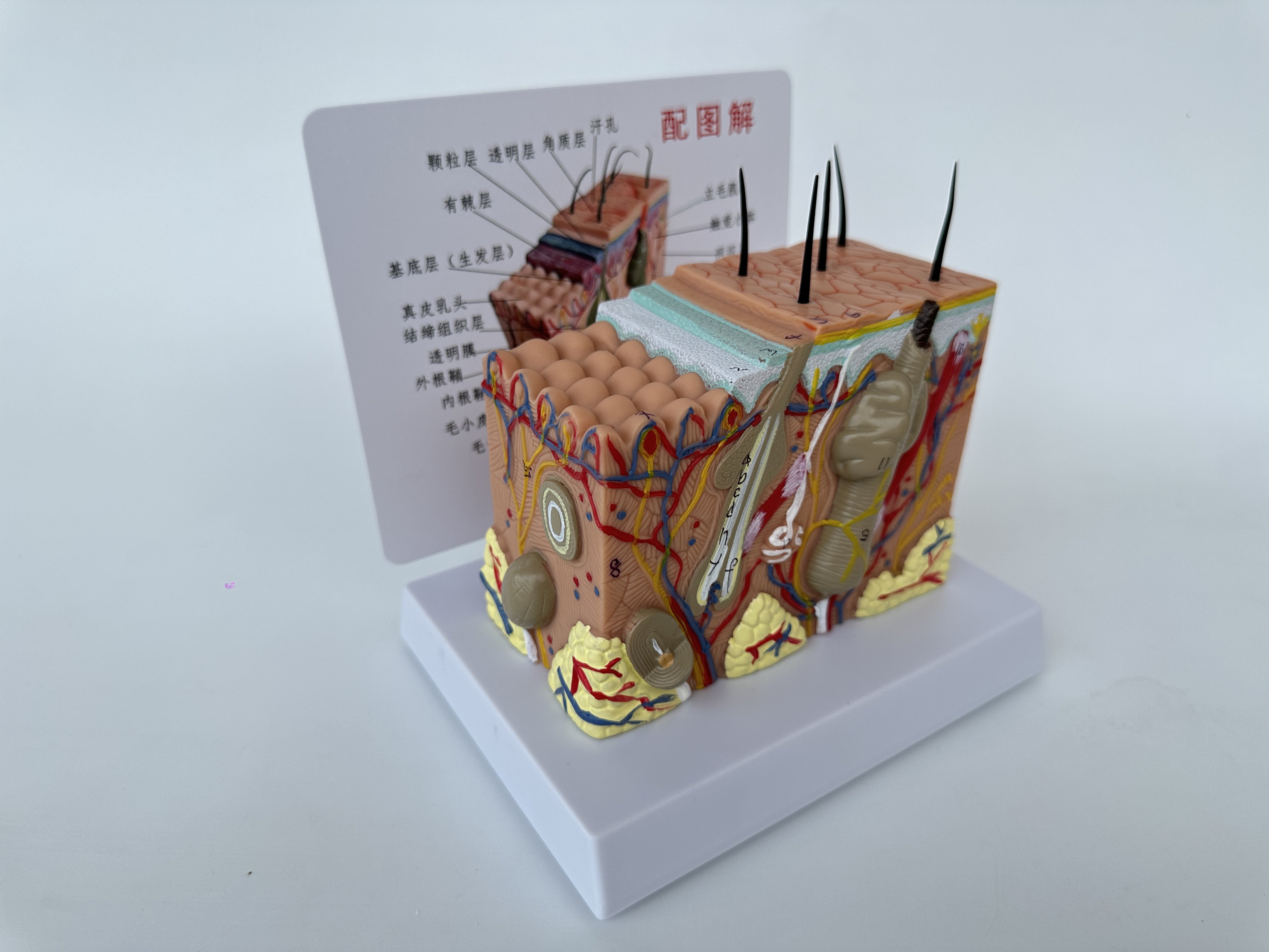 人体皮肤毛囊毛发放大解剖模型 医美 养发 展示教学模型