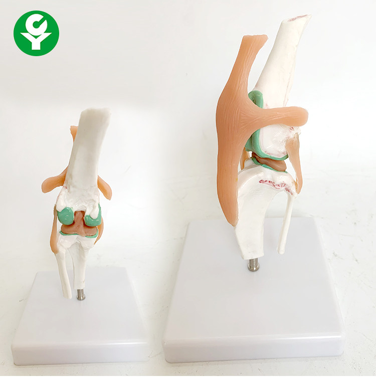狗健康膝关节韧带功能模型 动物模型狗骨骼模型犬骨犬模型犬关节