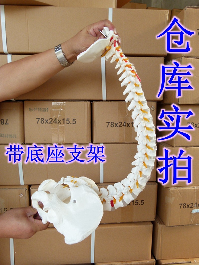 送大图新款 1:1人体脊柱模型 脊椎腰椎颈椎胸椎 正骨手法练习模型