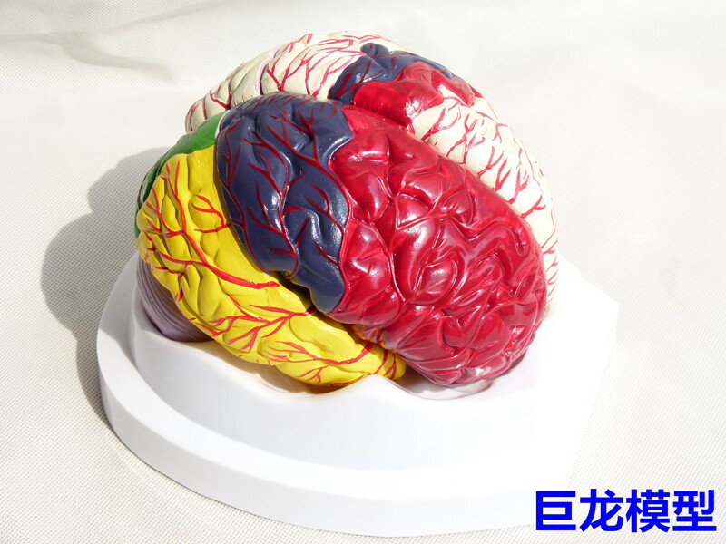 神经解剖脑模型,8部分 彩色功能分区分布脑解剖模型 带脑动脉血管