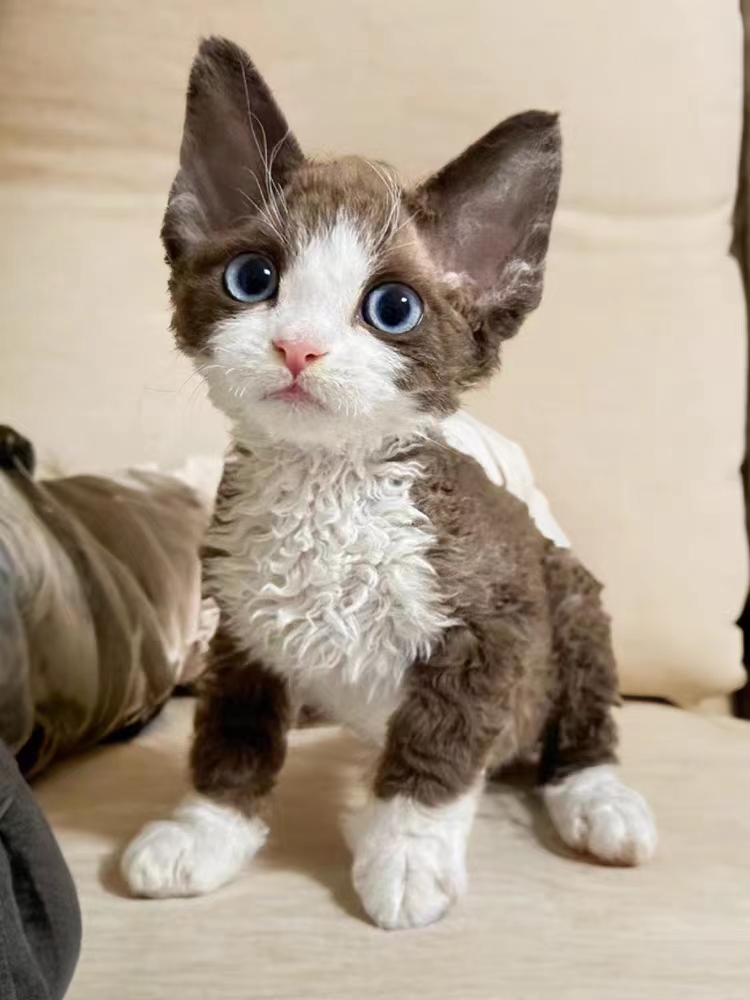 Pure breed German curly cat pure white blue eye black and white open face tiger spotted cat monarch cat not dropping Mao high IQ Cornis-Taobao