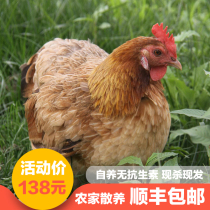 Authentic Gushi farm chicken old hen free-range grass chicken firewood chicken farm free-range chicken stupid chicken rural free-range