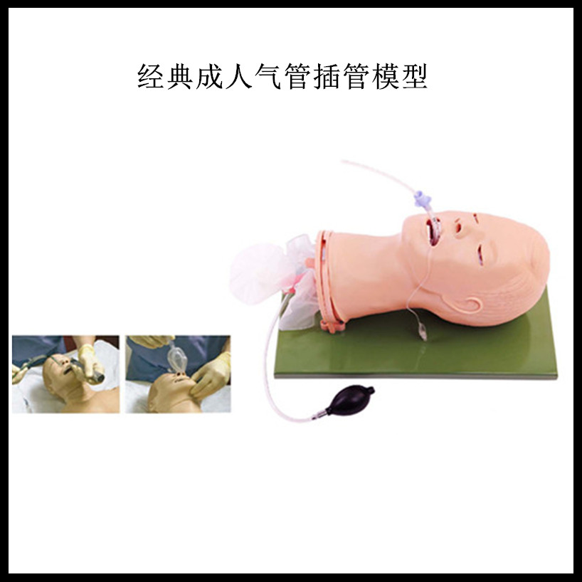 经典成人气管插管模型