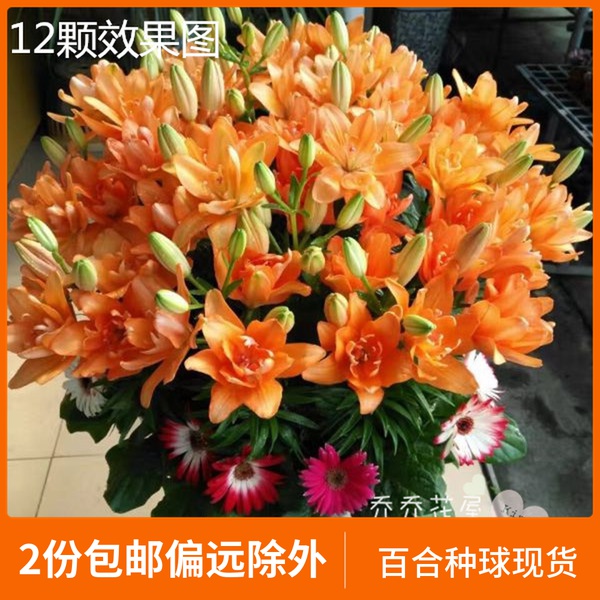 Qiao Qiao Flower House Asian Lily Seed Ball Double-petal dwarf fragrance-free potted series Small surprise 3 pieces in stock