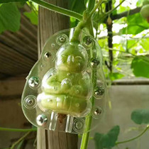 Ginseng fruit mold mini fova mold small gourd mold human doll mold fruit shaping growth mold