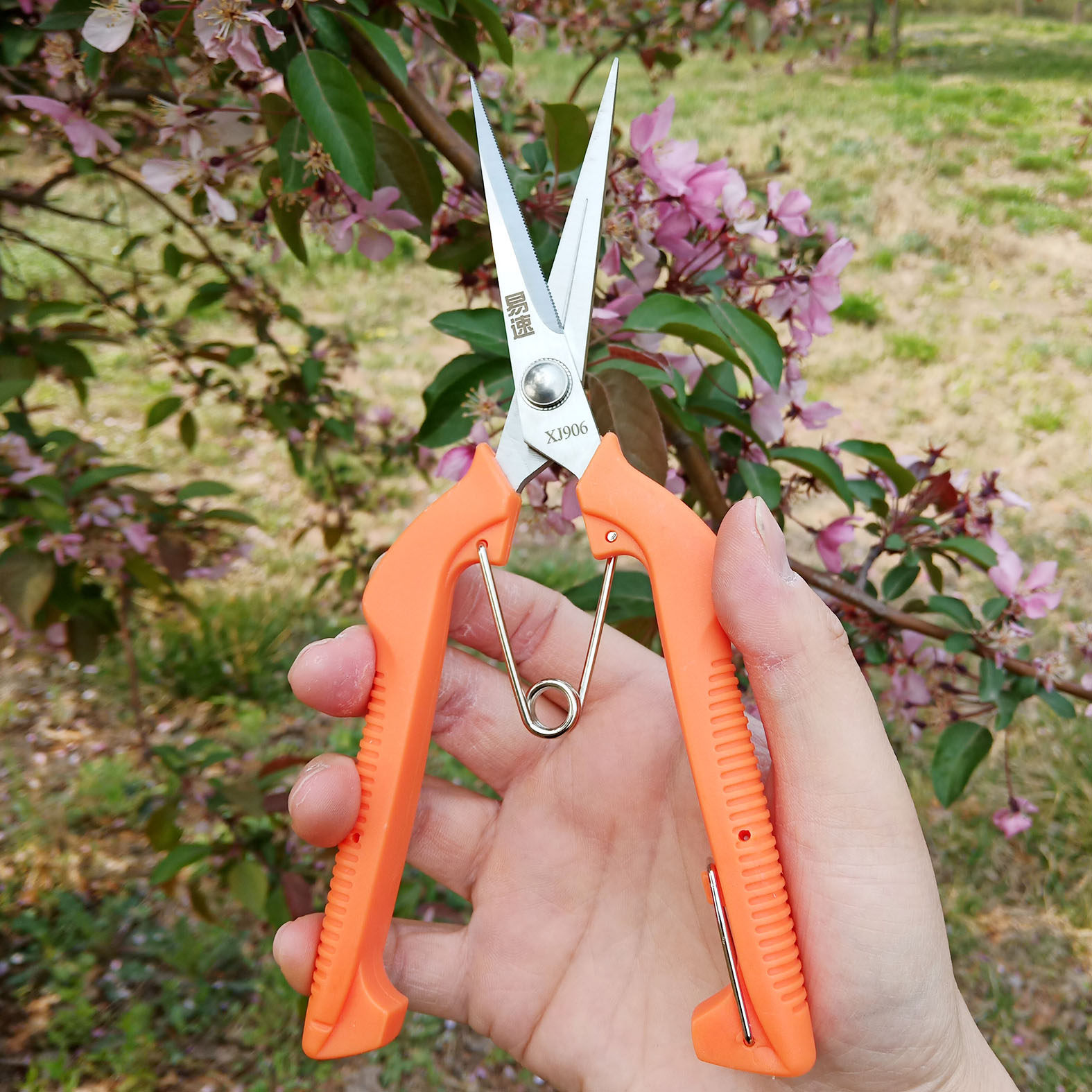 Fruits and vegetables Cut in fruits Cut Fruits Rare Fruits Cut Grapes Citrus Fruit Cut Fruits Cut Vegetables Cut Tips Long Small Scissors Gardening to cut flowers