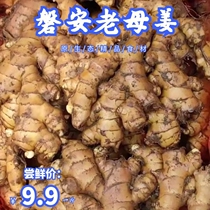 Zhejiang Panan agricultural products local old ginger red claw ginger Dong Tibetan moon ginger 2021 old mother ginger 3 pounds