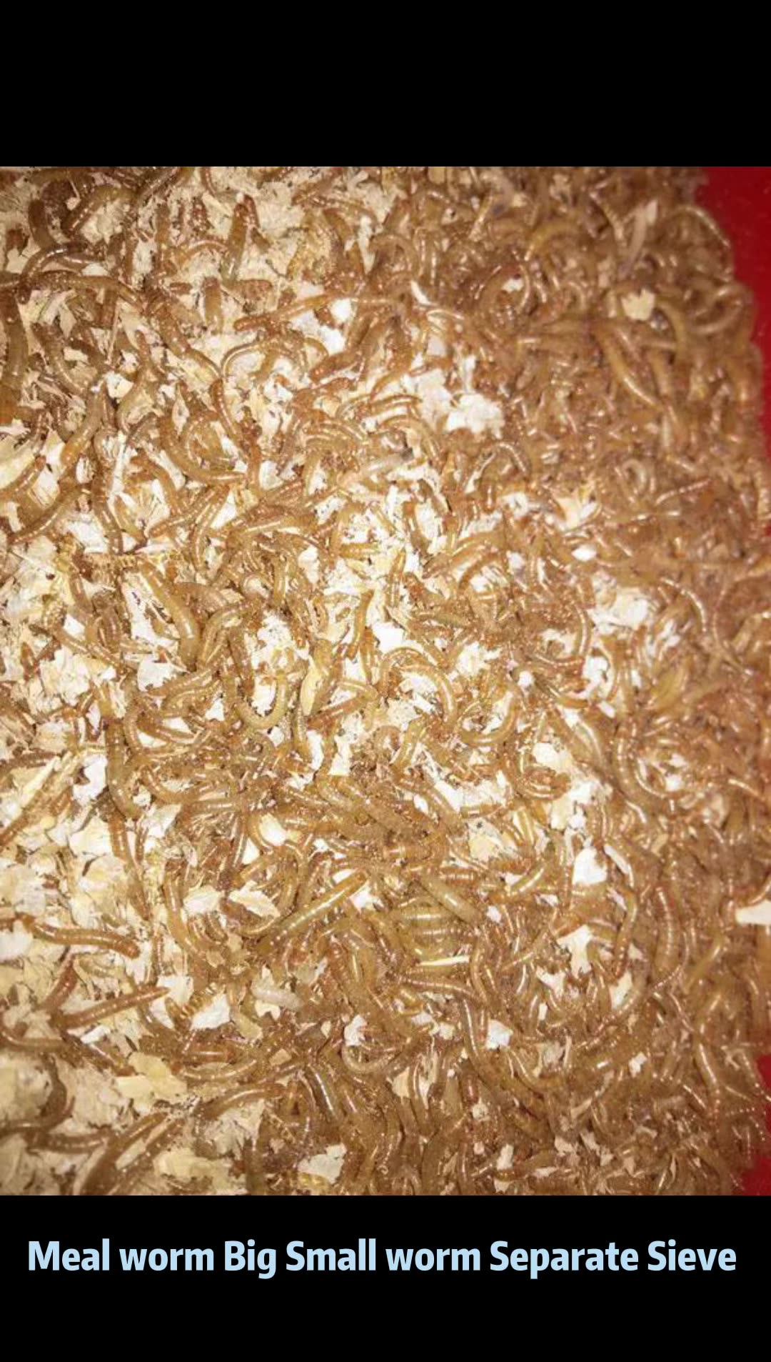 Mealworms Farm Breeding Rearing Tools 13mm Mesh Hole Frass Worm Sand