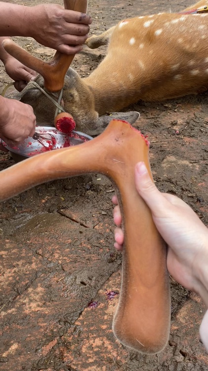 鹿茸粉这个样吃才有效✨每天精神都变好了