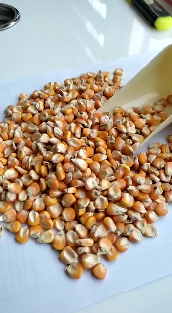 もちcorn SNN Popcorn Maize 1kg | Imported Raw Maize | Popcorn SNN