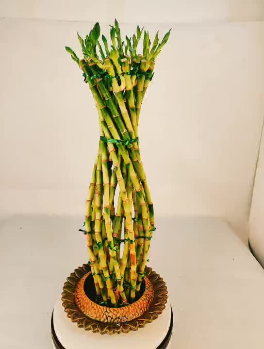 Vase Shape Lucky Bamboo Air Bonsai Tree Dracaena Buy Braided Lucky