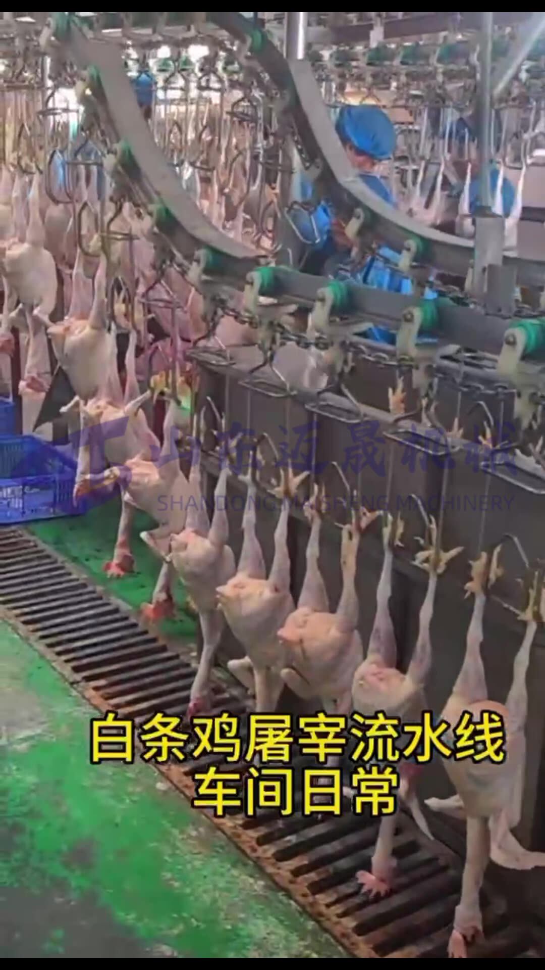 定制全自动鸡鸭鹅屠宰设备 商用肉鸡肉鸭屠宰流水 大型家禽浸烫脱-阿里巴巴
