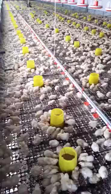 poultry farm automatic chicken door poultry farm automatic chicken door