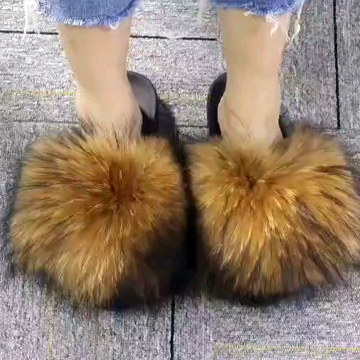 racoon slides