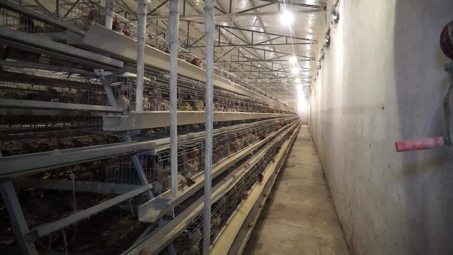 Hot Sale Duck Cage / Chicken Cage With Automatic Feeding Equipments