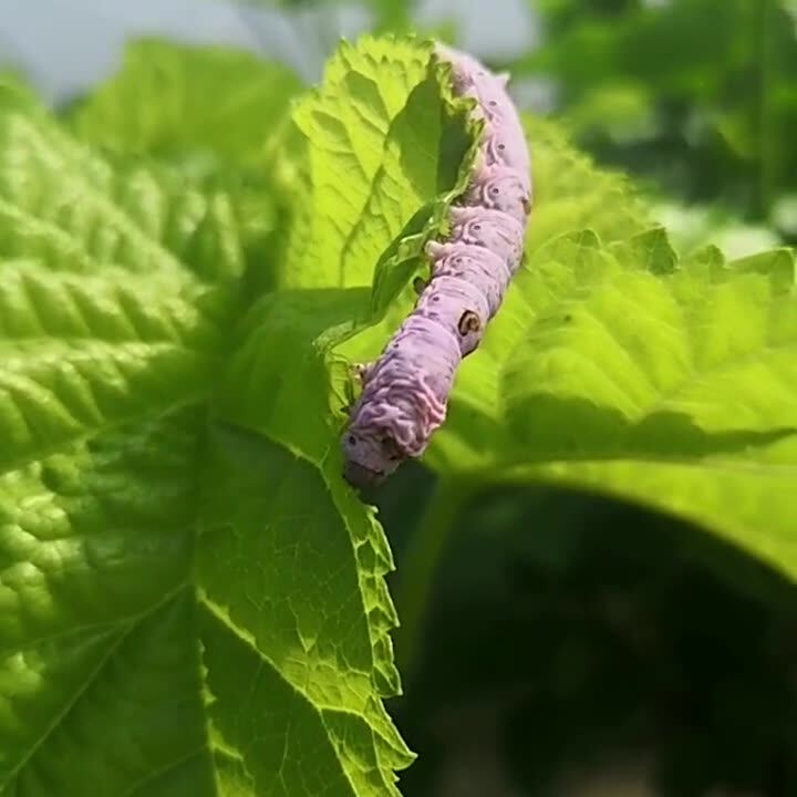 蚕宝宝蚕卵杂交蚕种蚕子蚕饲料蚕籽蚕宝宝可养彩色蚕宝宝金丝蚕卵 阿里巴巴