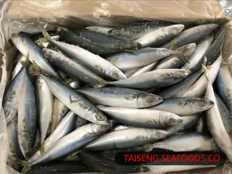 Frozen Seafood Mackerel Fish Atlantic Mackerel For Sale Buy Frozen
