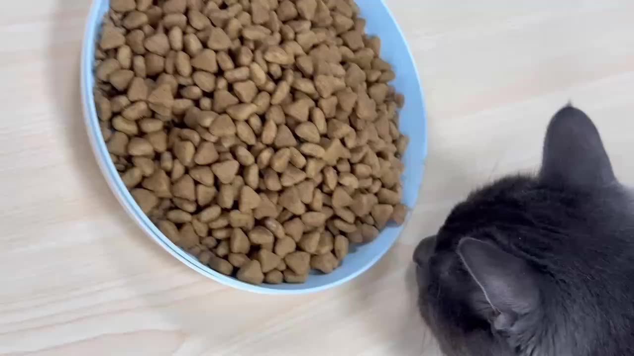 Palatant Pet Meal Dog Food Taste Enhancer Powder Flavors Cat Additives