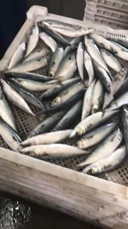 Decapterus Lajang Frozen Round Scad Horse Mackerel Fish Buy Horse Mackerel Fish,Hgt Horse