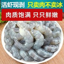 Super fresh frozen shrimps ice-free white prawns deveined