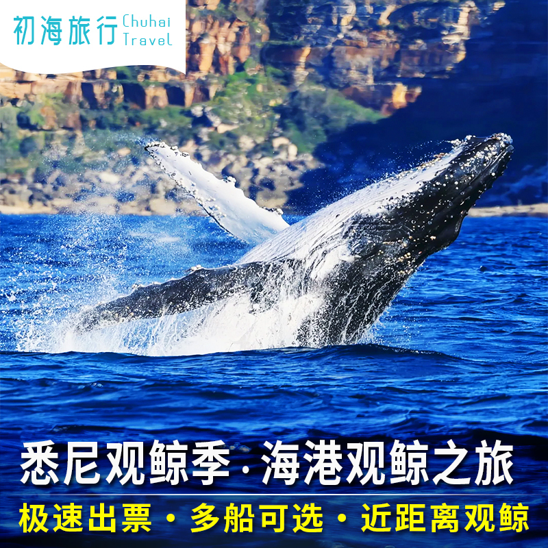【Quick Confirmation】Australia Travel Sydney Whale Watching Speedboat Cruise Circular Quay Little Black Little Grey Boat Gww