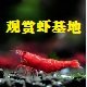 北方观赏虾繁育中心