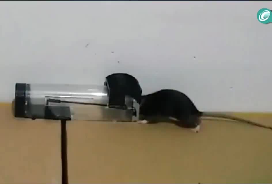 2020 Indoor Mouse Mice Rat Rodent Animal Control Catch Bait Humane Live