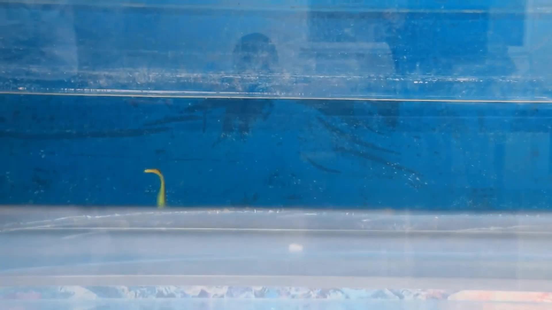 Inch Pike Zander Fishing Lure Big Paddle Tail Shad