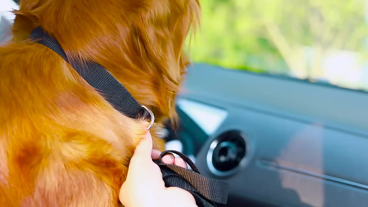 6m 10m 20m Long Rope Polypropylene Pet Leash Dog Chain Walking Leash