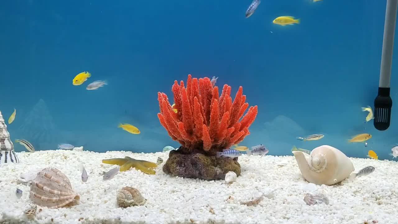 Factory Directly Sale Fish Tank Ornament Decorative Resin Artificial Coral Reef Aquarium Buy