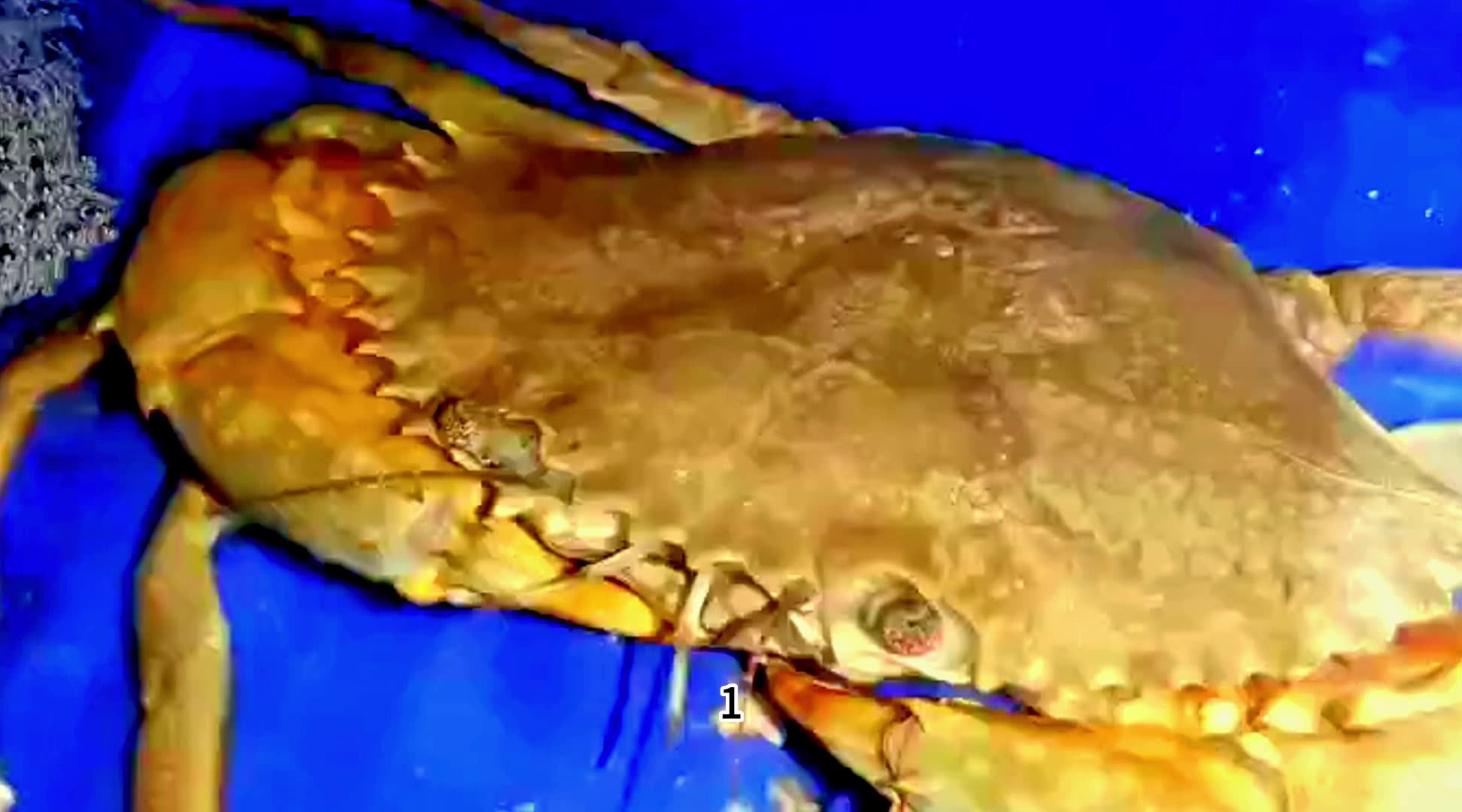 Wholesale Price Indoor Ras Live Crab Farming Boxes Crab House Buy