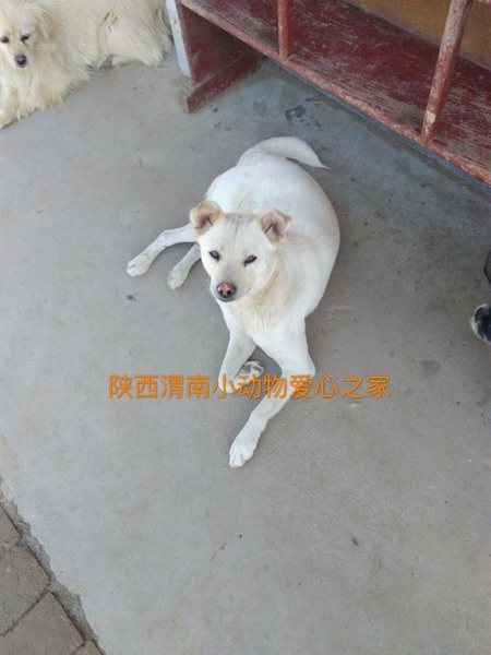 We look forward to giving your children a chance to live in Shaanxi Weinan Small Animal Love Home