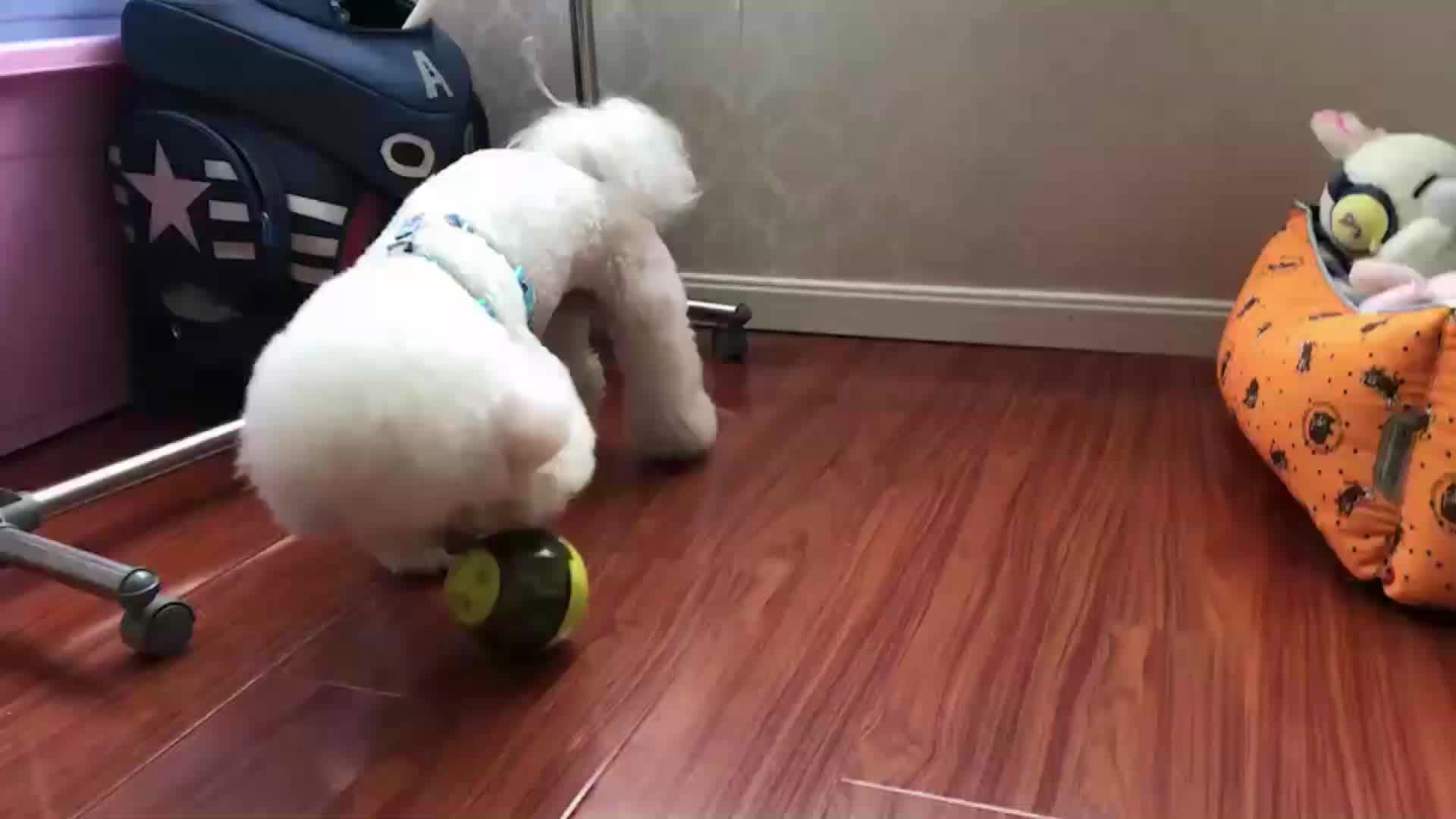 Pet Dog Iq Ball Toys Interactive Food Treat Dispensing Leakage Dev Ice